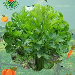 كرفس